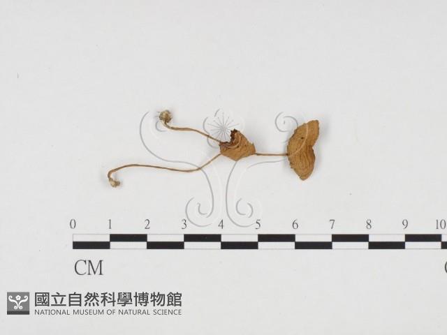 登錄號:F0024393藏品圖，第1張