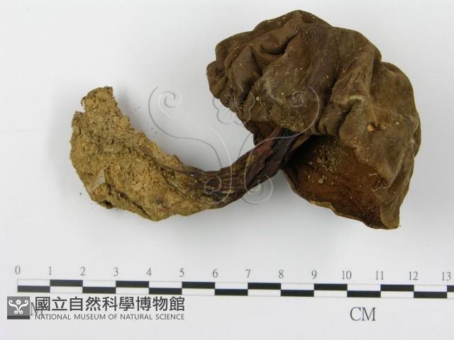 登錄號:F0014393藏品圖，第1張