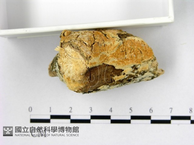 登錄號:F0022393藏品圖，第1張