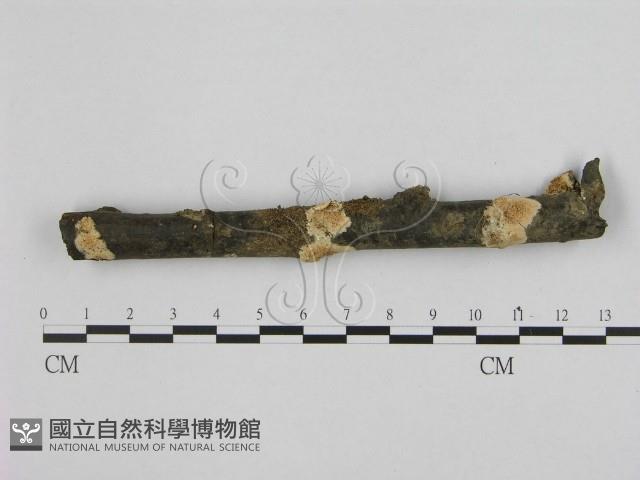 銳孔菌屬藏品圖，第1張