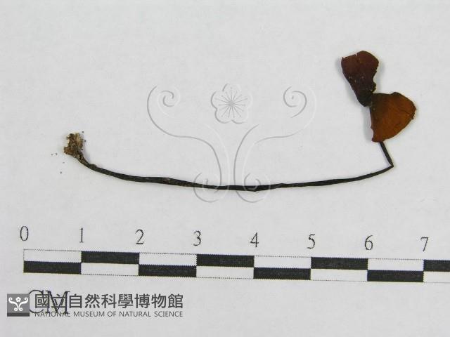 盔孢傘屬藏品圖，第1張