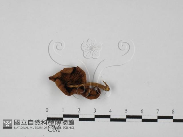 登錄號:F0027393藏品圖，第1張