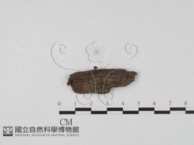 登錄號:F0007393藏品圖，第1張