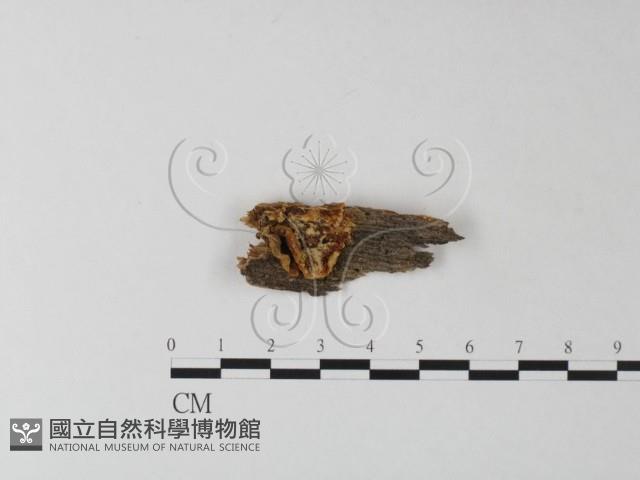 登錄號:F0025393藏品圖，第1張