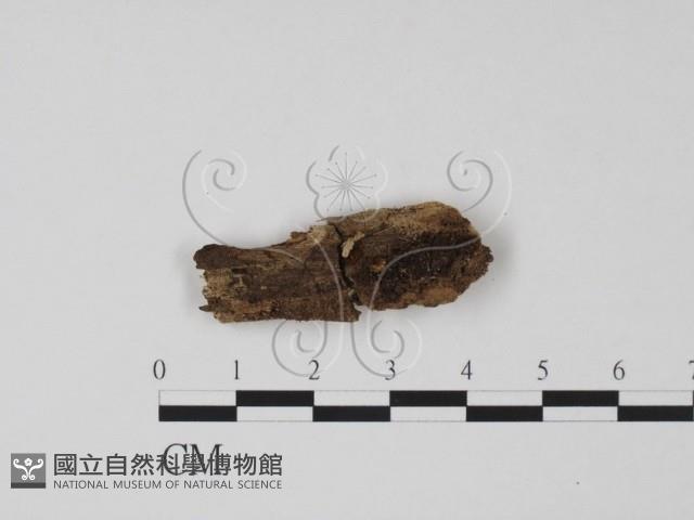 登錄號:F0005393藏品圖，第1張