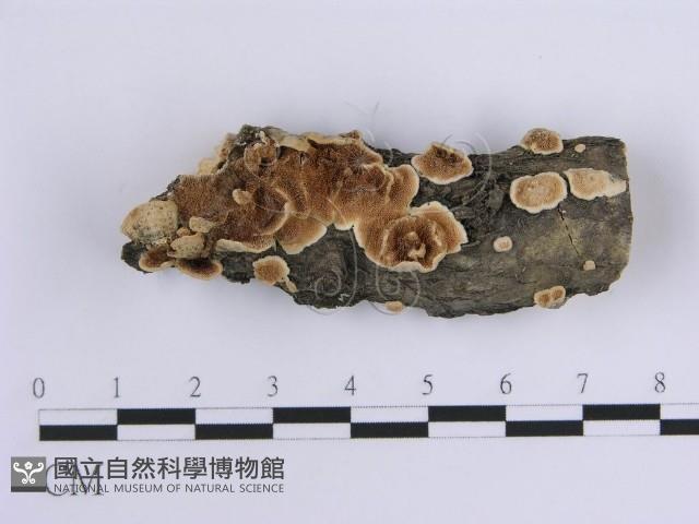 登錄號:F0015393藏品圖，第1張