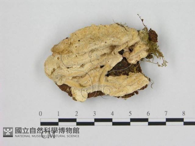登錄號:F0009393藏品圖，第1張