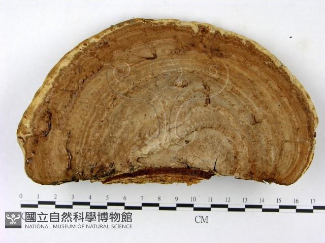 登錄號:F0023393藏品圖，第1張