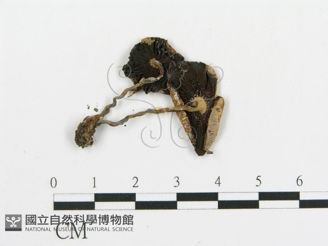 傘菌屬藏品圖，第1張