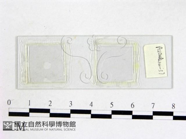 登錄號:F0008283藏品圖，第1張