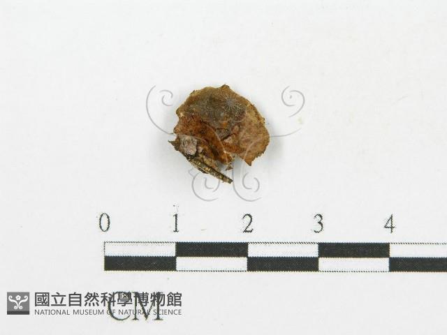 木層孔菌屬藏品圖，第1張