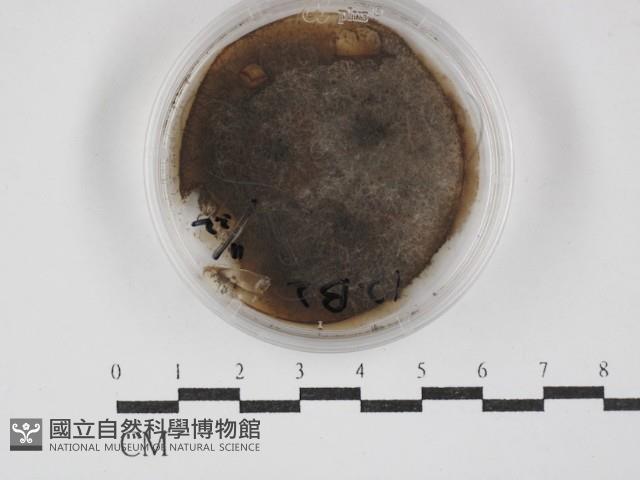 登錄號:F0030283藏品圖，第1張