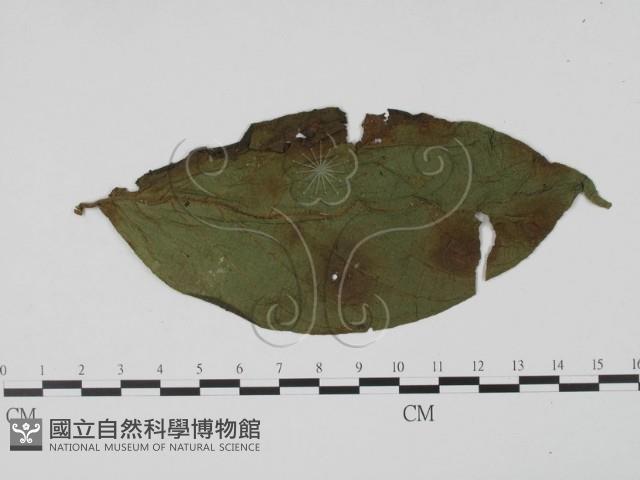 登錄號:F0021283藏品圖，第1張
