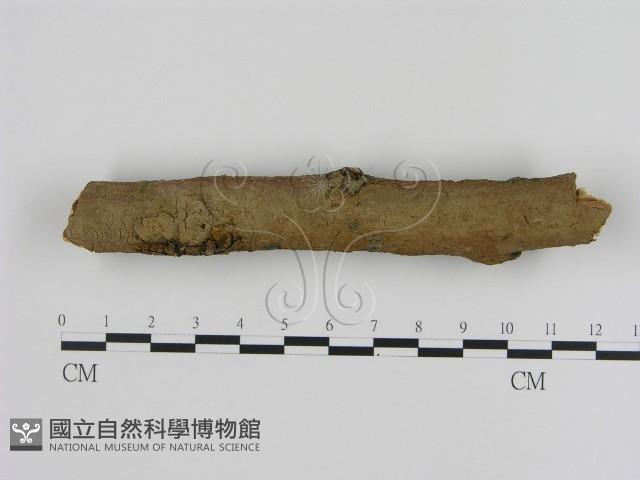 刺革菌屬藏品圖，第1張