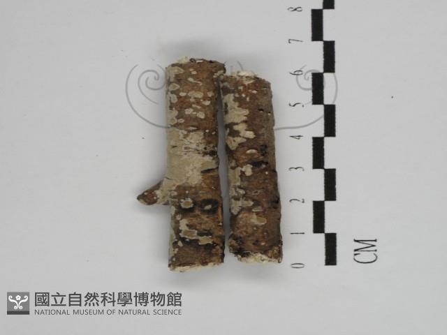 刺皮菌屬藏品圖，第1張