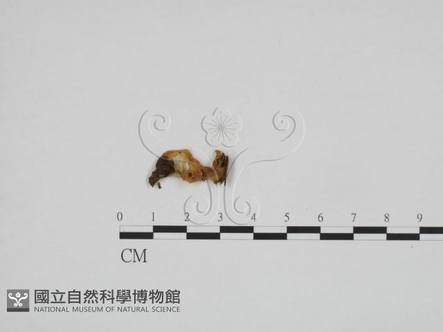 登錄號:F0024283藏品圖，第1張