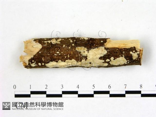 登錄號:F0004283藏品圖，第1張