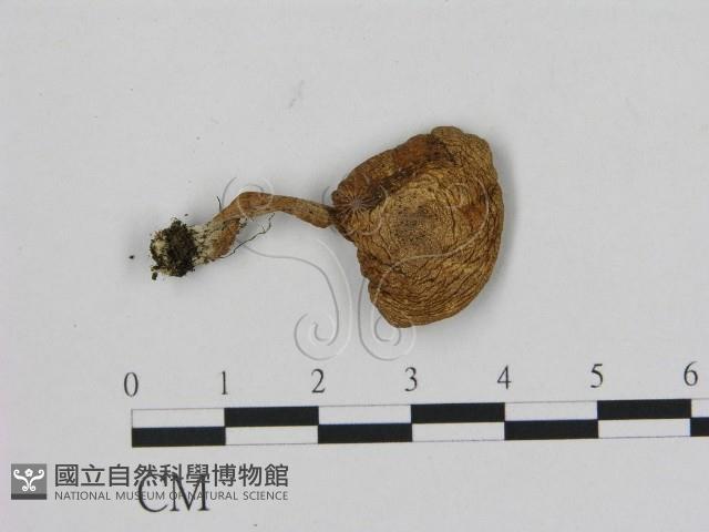 登錄號:F0014283藏品圖，第1張