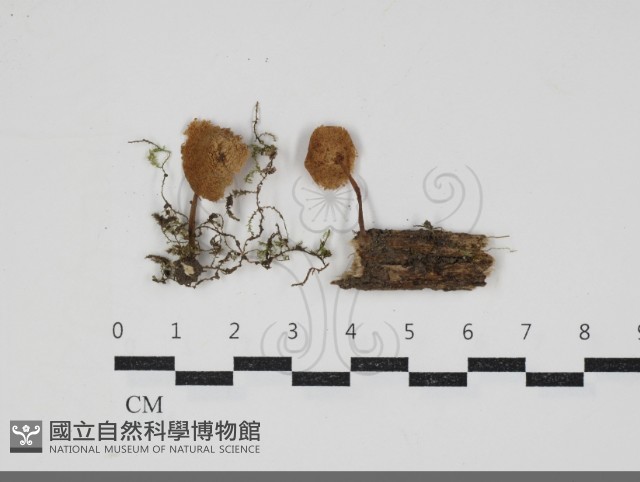 小菇屬藏品圖，第1張