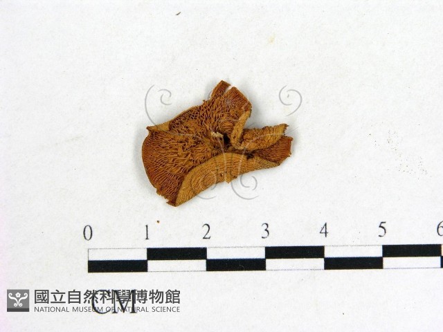 登錄號:F0022283藏品圖，第1張