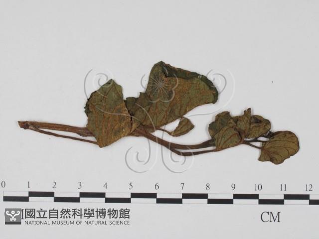 登錄號:F0012283藏品圖，第1張