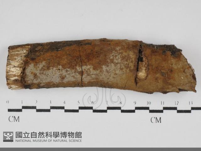 刺革菌屬藏品圖，第1張