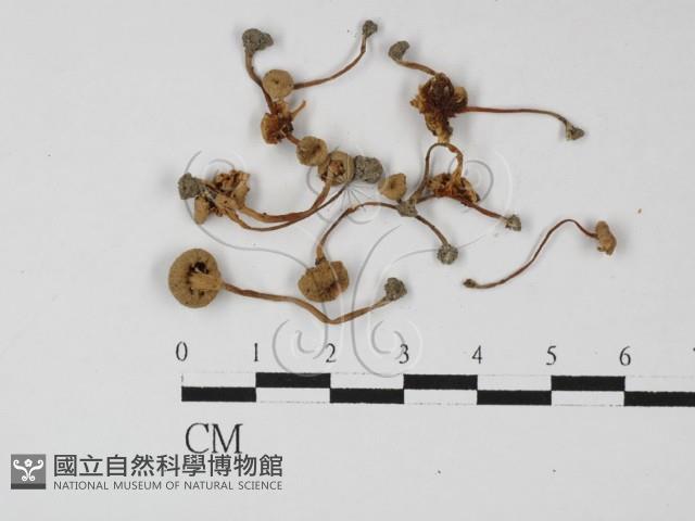 登錄號:F0027283藏品圖，第1張