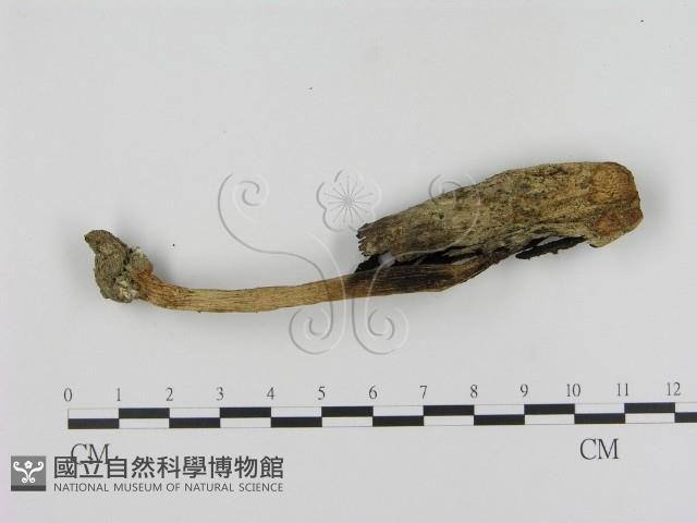 Accession Number:F0005283 Collection Image, Figure 1, Total 3 Figures