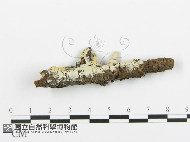 阿太菌屬藏品圖，第1張