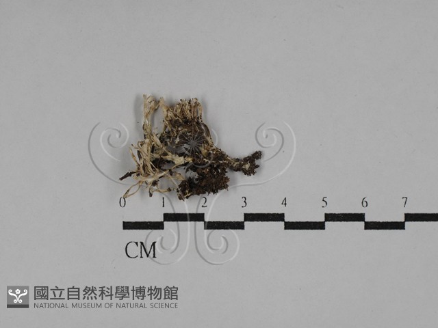 登錄號:F0029283藏品圖，第1張