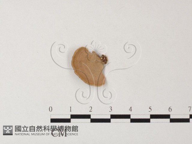 相鄰小孔菌藏品圖，第1張