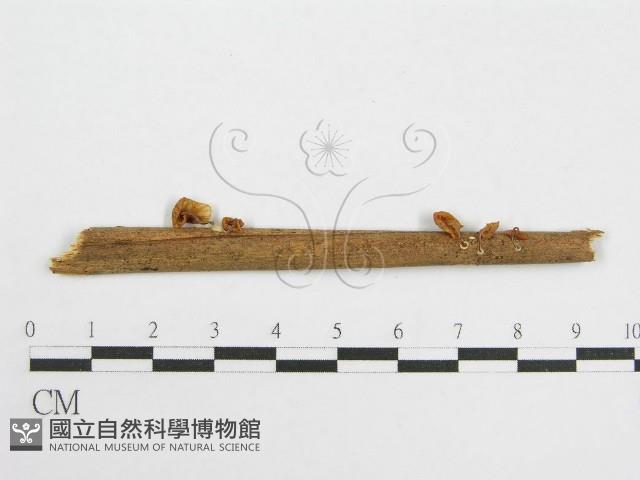 微皮傘屬藏品圖，第1張