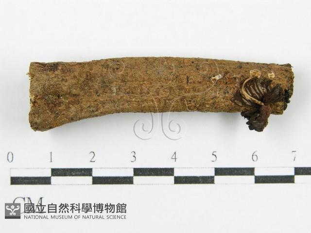 鬼傘屬藏品圖，第1張