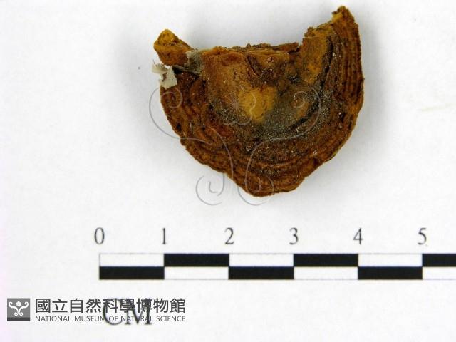 登錄號:F0008883藏品圖，第1張