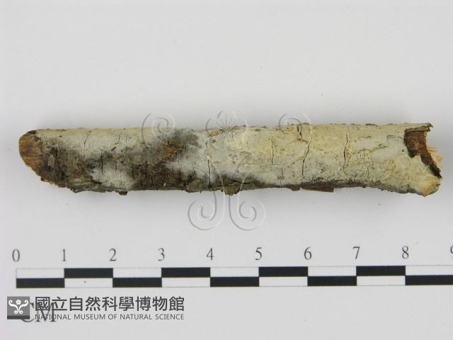 登錄號:F0020883藏品圖，第1張