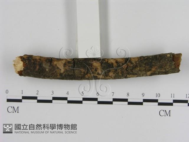 刺革菌屬藏品圖，第1張