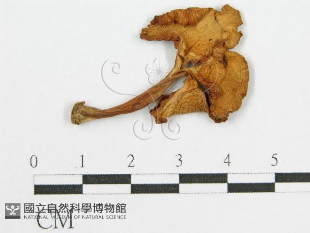 登錄號:F0010883藏品圖，第1張
