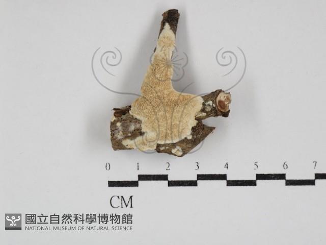 齒耳菌屬藏品圖，第1張