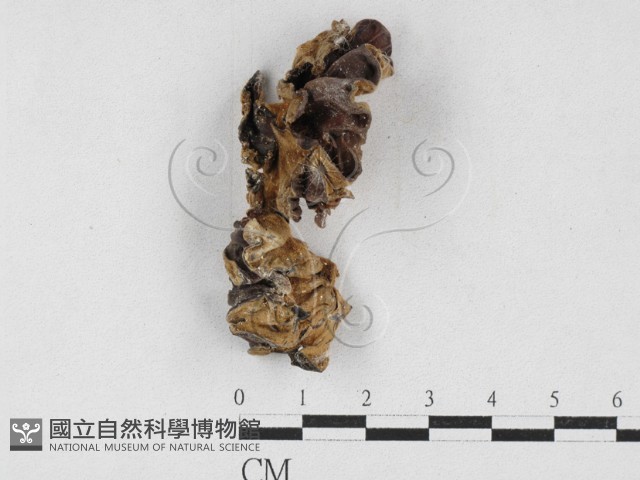 毛木耳藏品圖，第1張