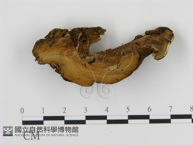登錄號:F0006883藏品圖，第1張