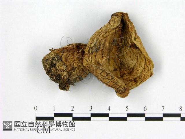 館號:F0021883藏品圖，第1張