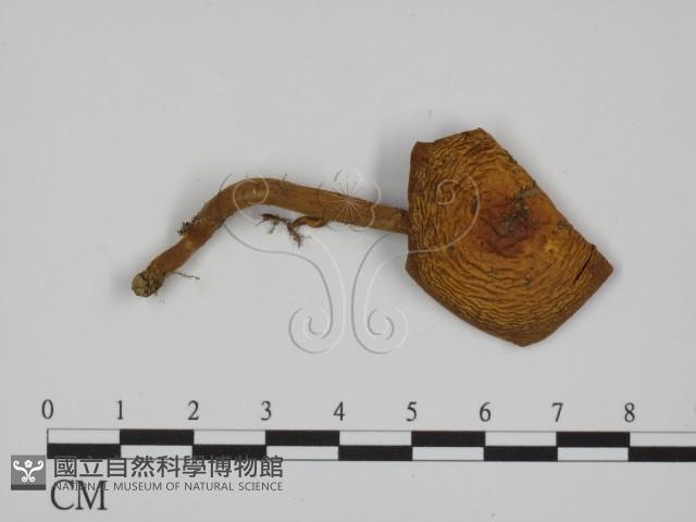 登錄號:F0001883藏品圖，第1張