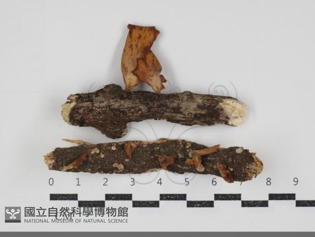 Accession Number:F0034883 Collection Image, Figure 1, Total 2 Figures