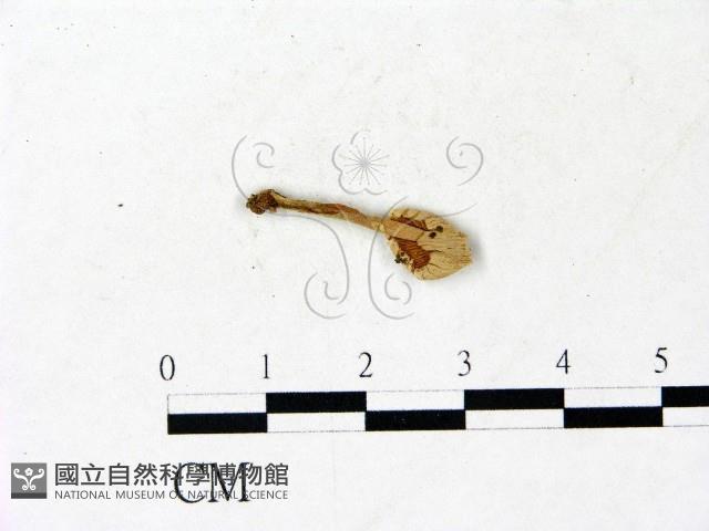 登錄號:F0022883藏品圖，第1張