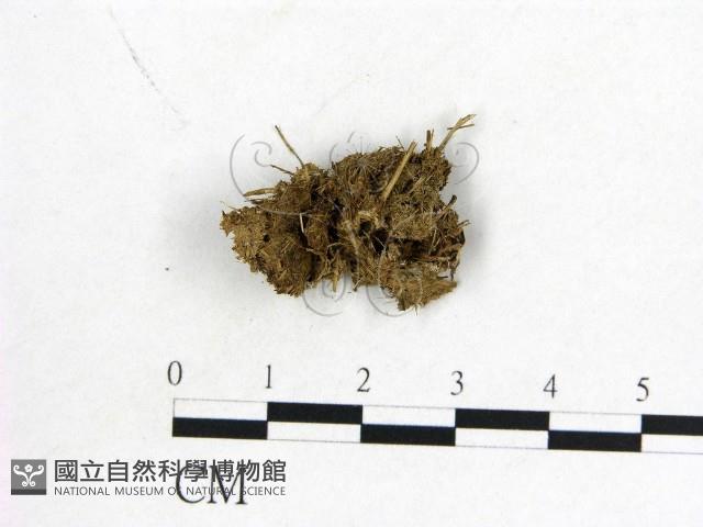 登錄號:F0012883藏品圖，第1張