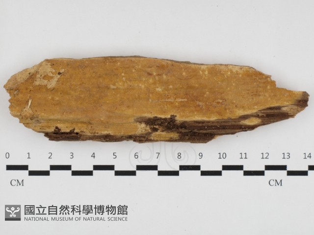 登錄號:F0032883藏品圖，第1張