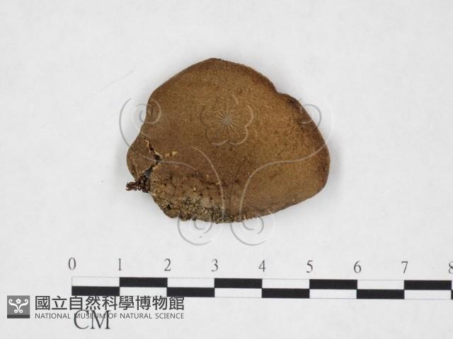 登錄號:F0025883藏品圖，第1張