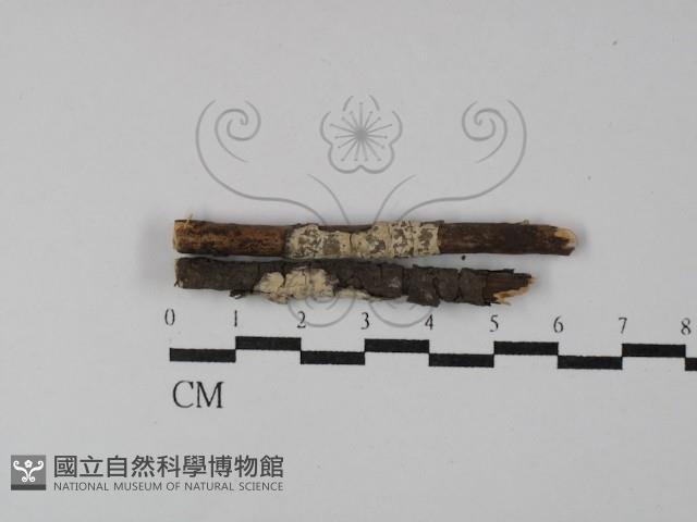 盤革菌屬藏品圖，第1張