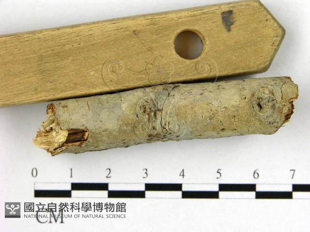 登錄號:F0009883藏品圖，第1張