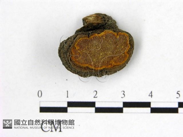 登錄號:F0019883藏品圖，第1張